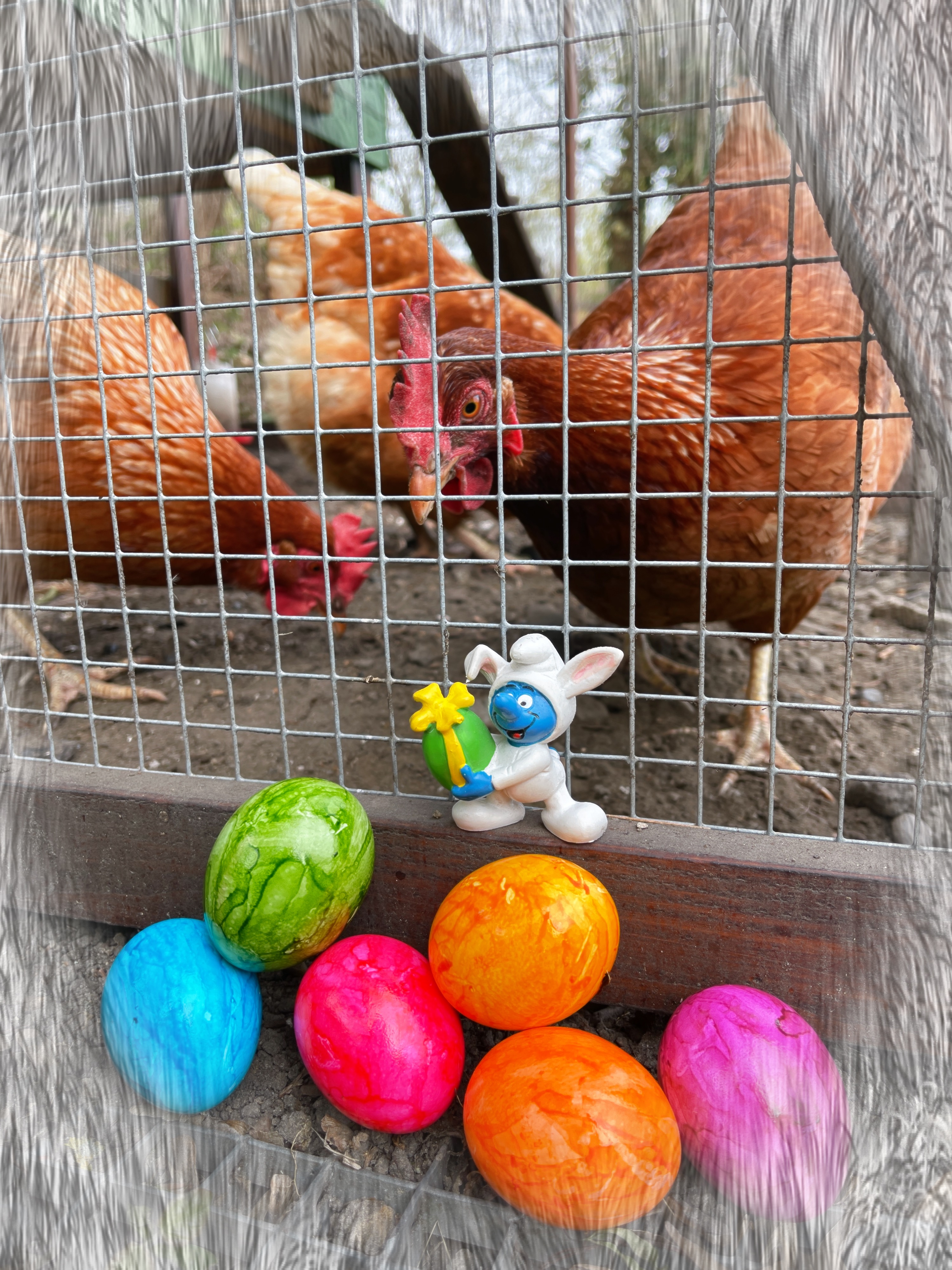 der verzweifelte osterhase